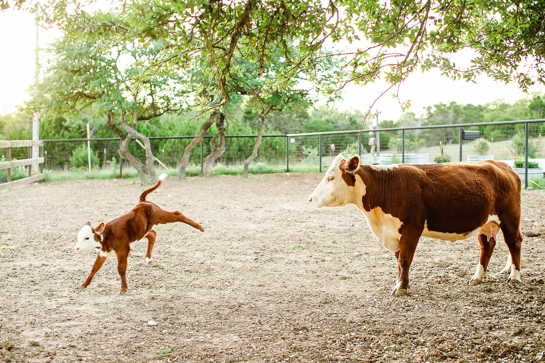 Wanderin Star Farms in Dripping Springs, Texas AirBNB vacation rental cows