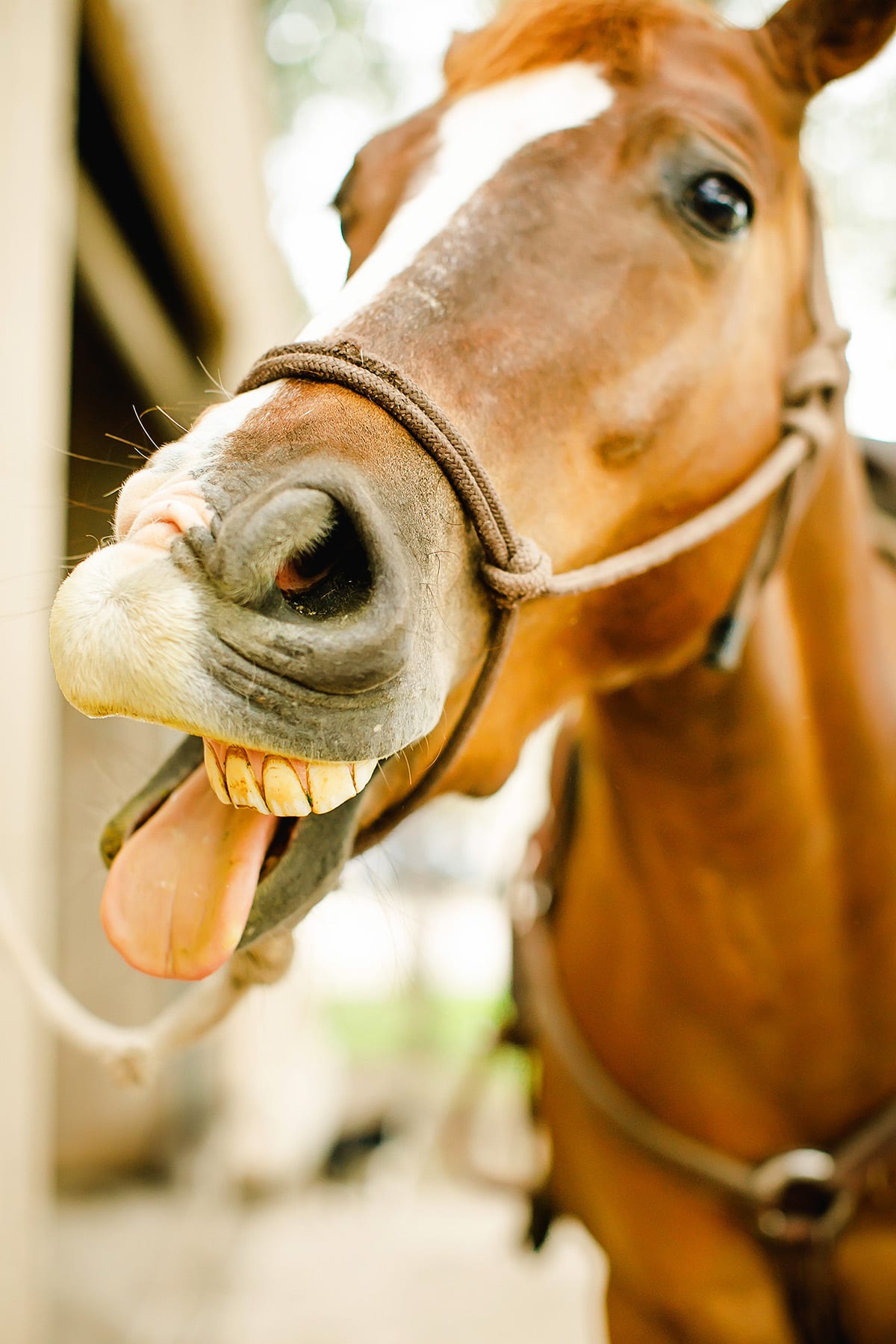 Quarter Horse yawning