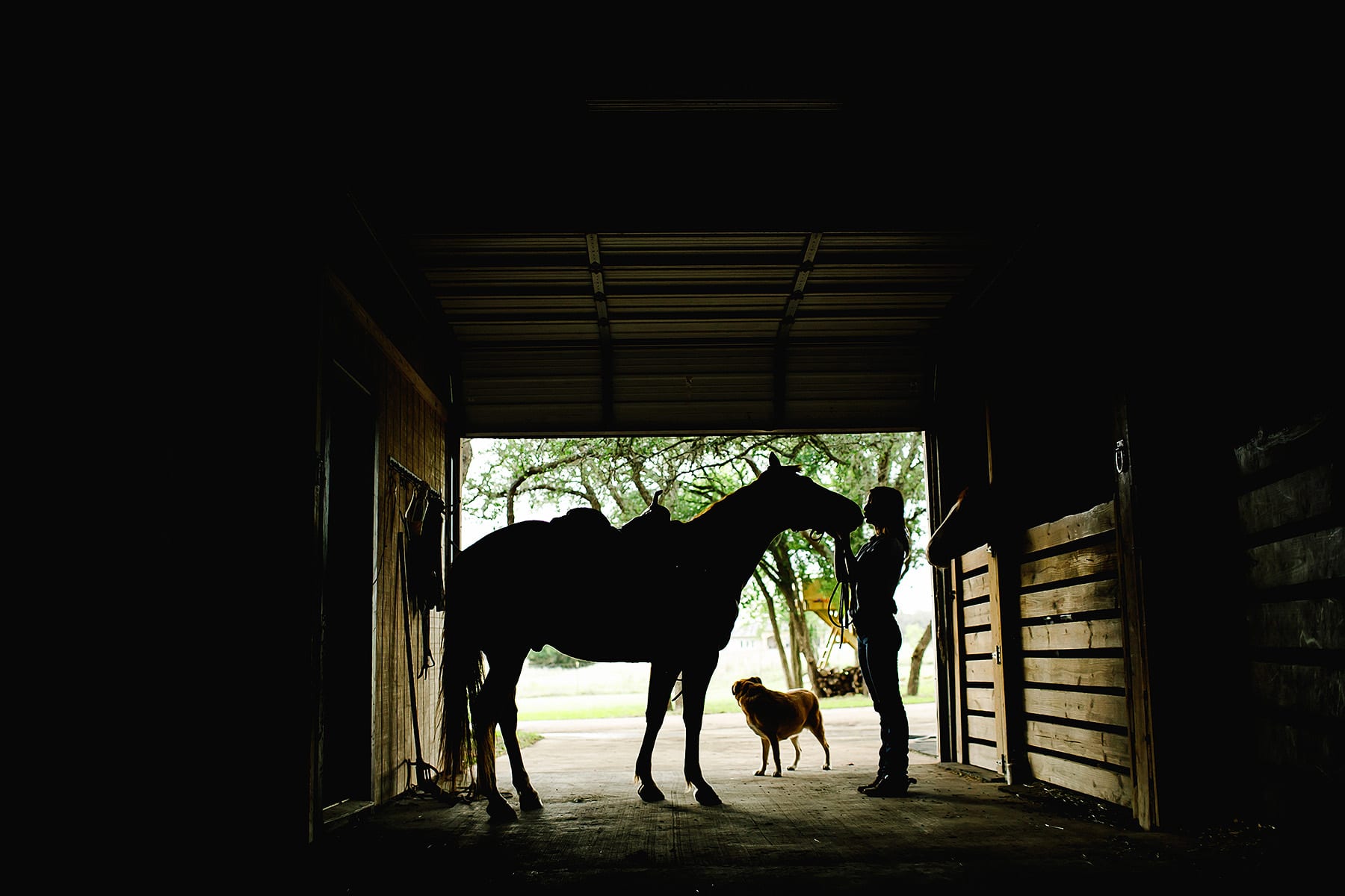 Silhouette of a Quarter horse in Driftwood, Texas