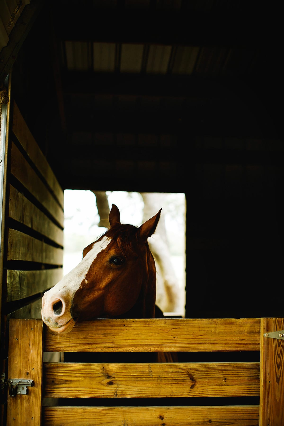 quarter horse in a  Driftwood, Texas barn 