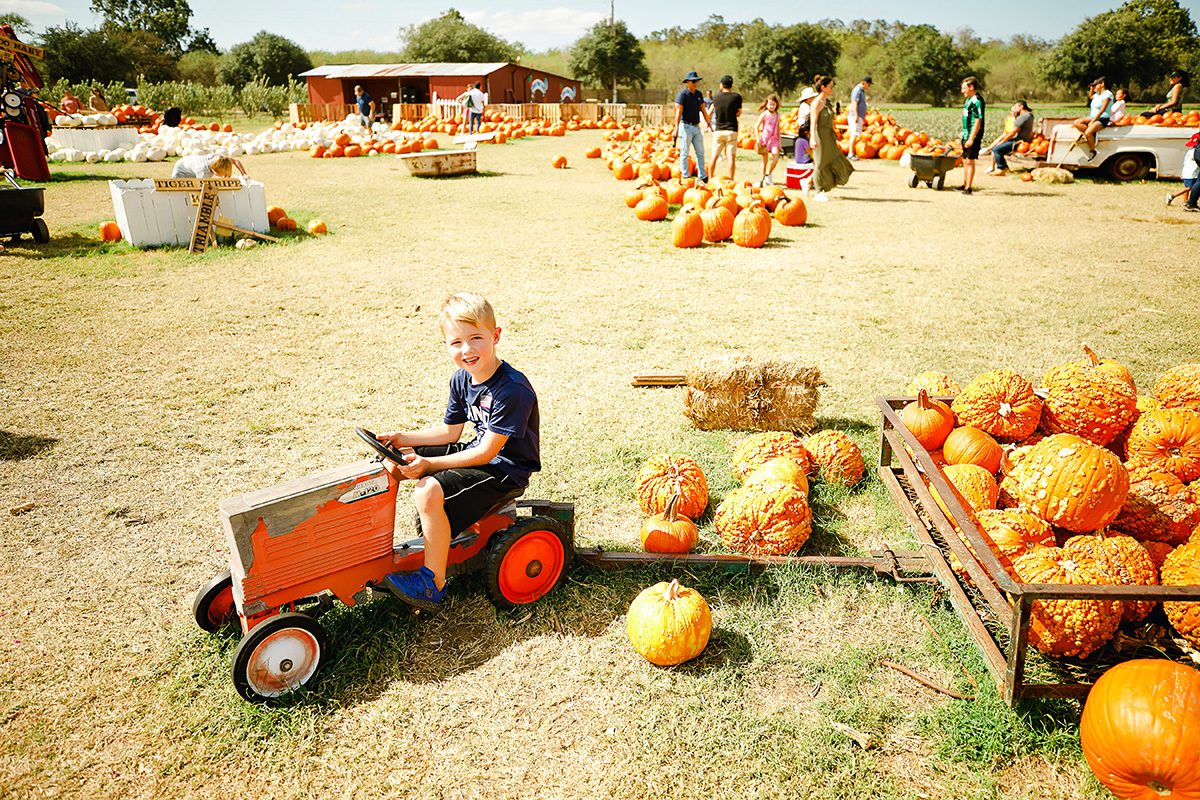 Sweet Berry Farms Marble Falls, Texas pumpkin patch