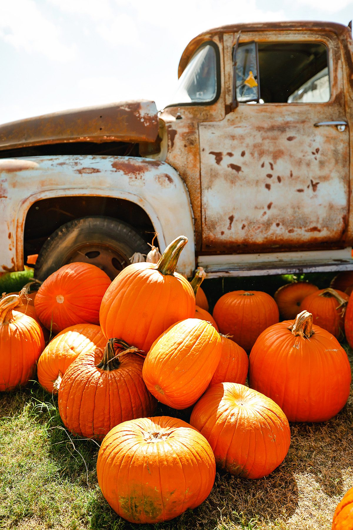 Sweet Berry Farms Marble Falls, Texas pumpkin patch with truck