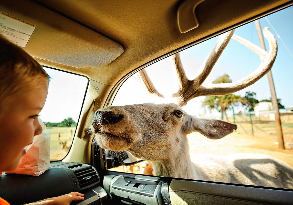 Johnson City Exotic Zoo Resort Safari giant elk 