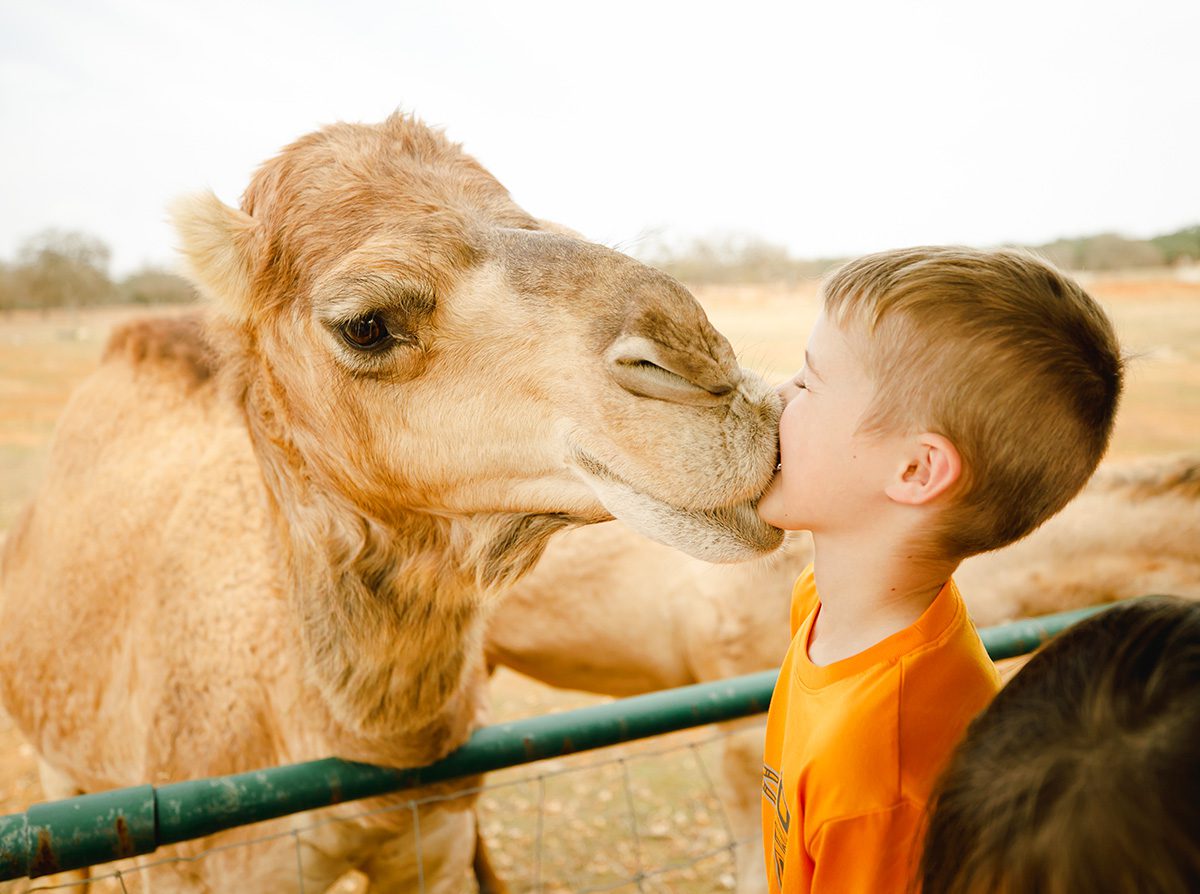 Johnson City Exotic Zoo Resort Safari kid kissing a Camel