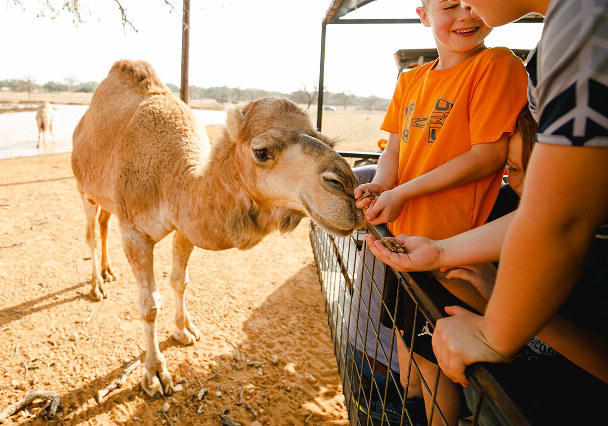 Johnson City Exotic Zoo Resort Safari feeding the camel