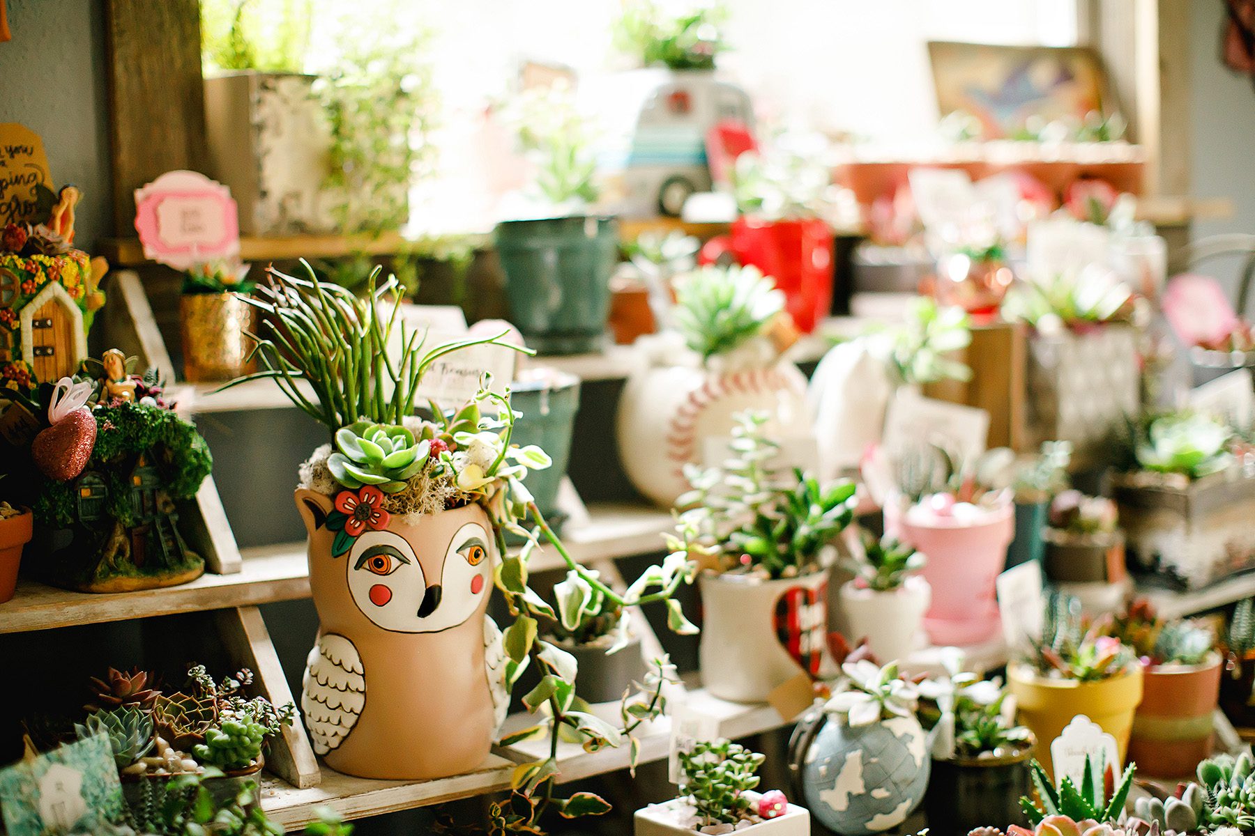 Jen Miller Rooted Treasure Succulents Dripping Springs Local Business 