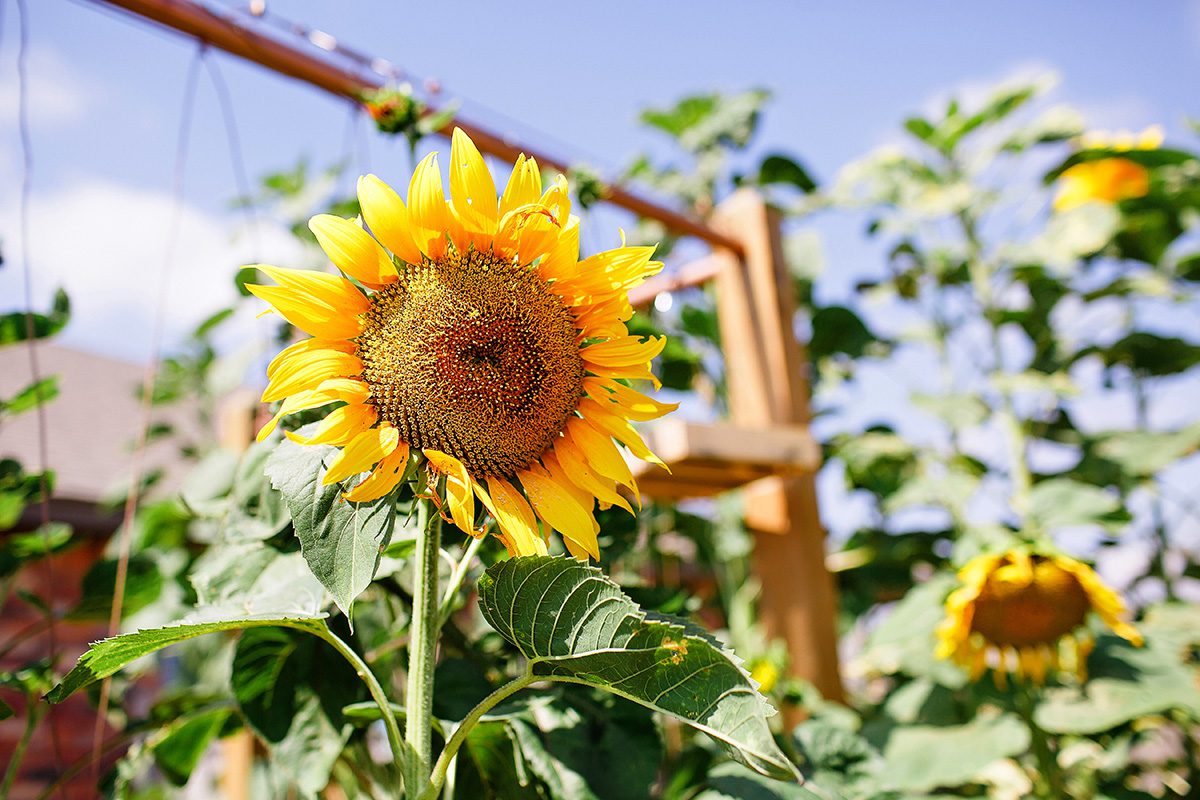 Sunflower in backyard garden