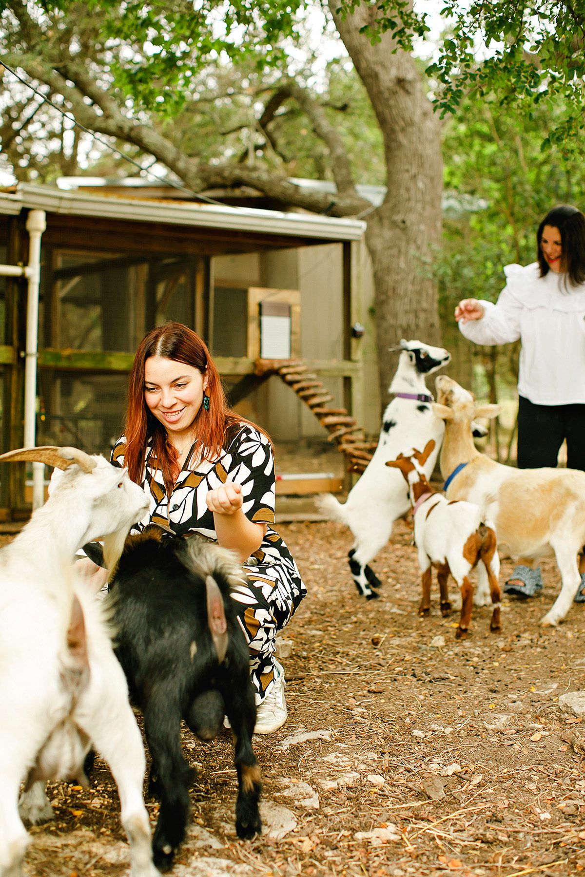 Natalie Blanco and her Norwegian Pygmy goats at Eco Ranch airbnb
