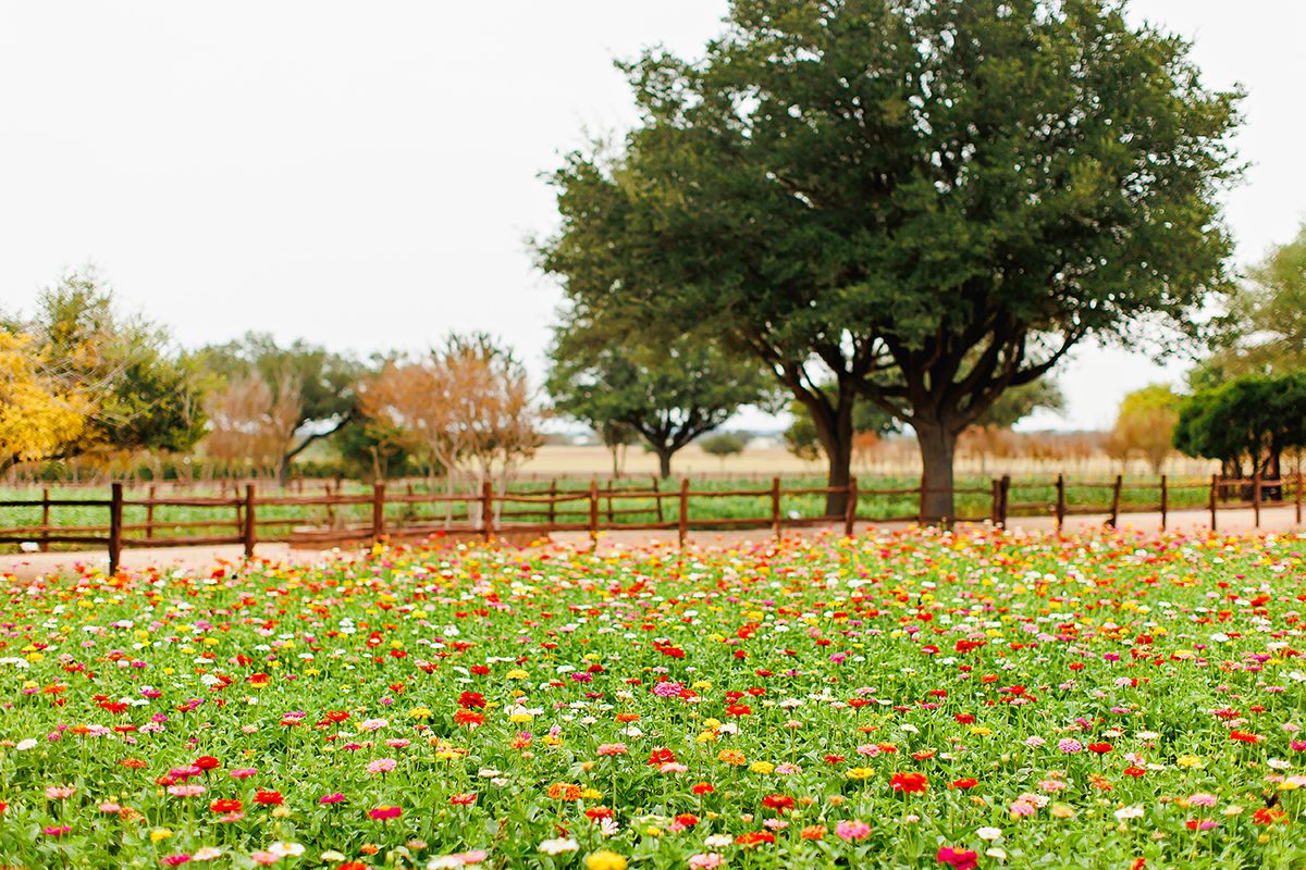 Wildseed Farms Fredericksburg, Texas flower field