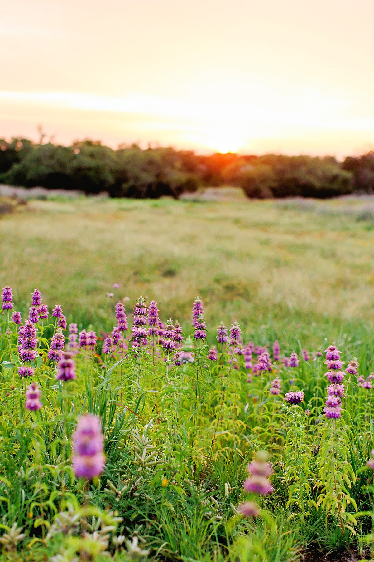 Dripping Springs sunset and wildflowers