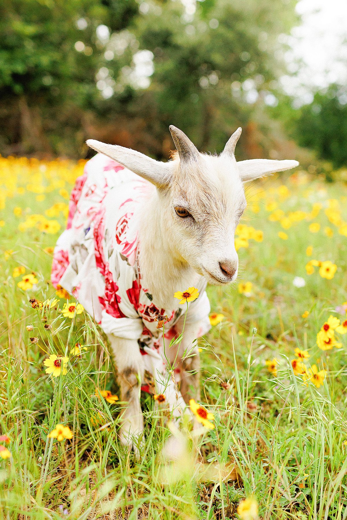 Goat Couture 2023 Dripping Springs, Texas 
