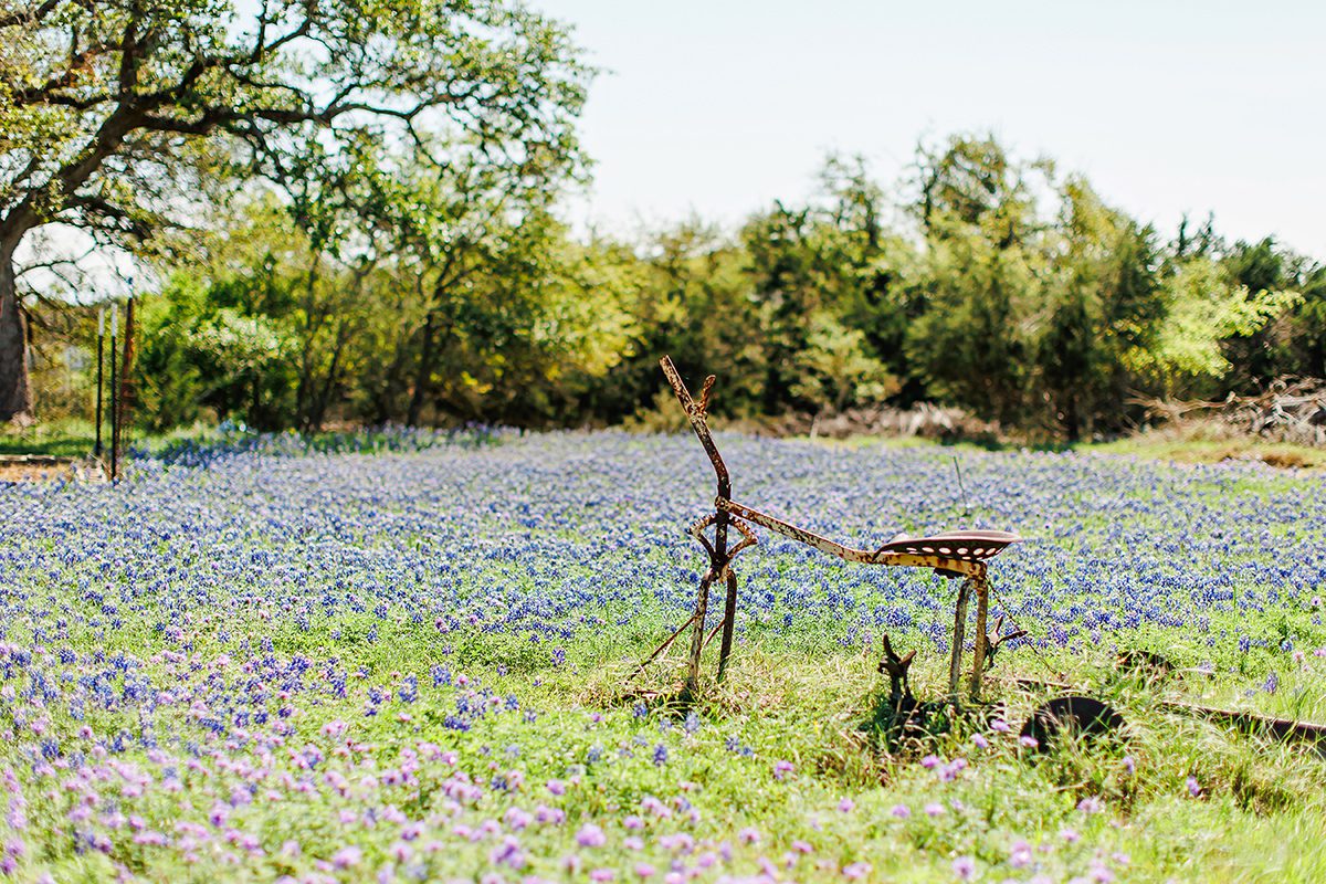 Bluebonnets in Dripping Springs, Texas