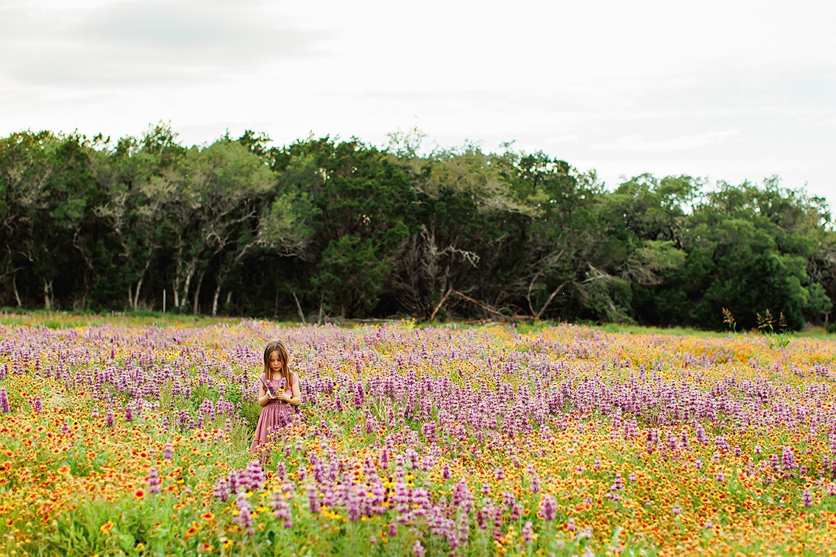 Wildflower field in Dripping Springs, Texas